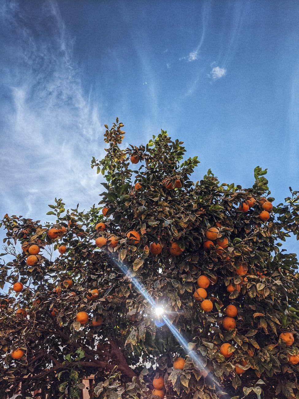 Laranjeira carregada de frutas contra o céu azul, com o sol entre as folhas
